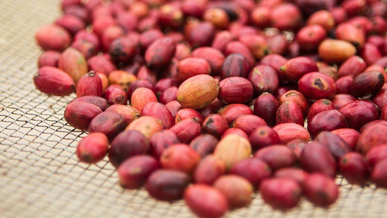 Comparada com janeiro passado, a exportação de café em fevereiro apresentou uma queda de 6,2% (Foto: Roberto Seba/Ed. Globo).